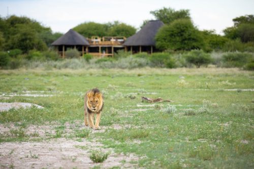 Panthera-photo-safaris-botswana-central-kalahari-kalahari-plains-1-of-26