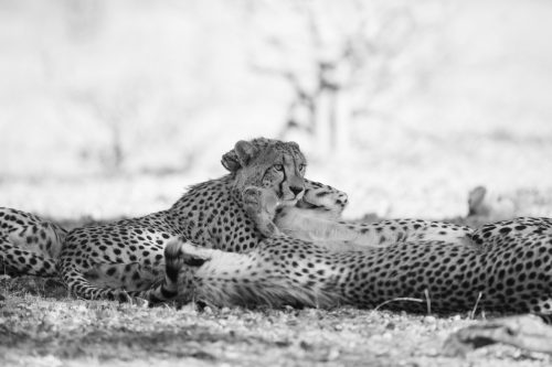 Panthera-photo-safaris-botswana-mashatu-2-of-19