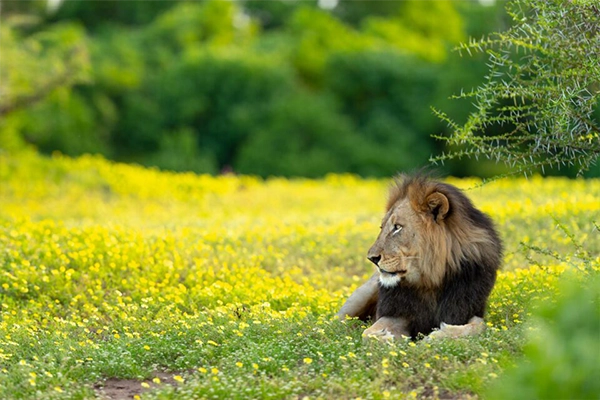 Photographed by award-winning Lance van der Vyver from Panthera Photo Safaris.