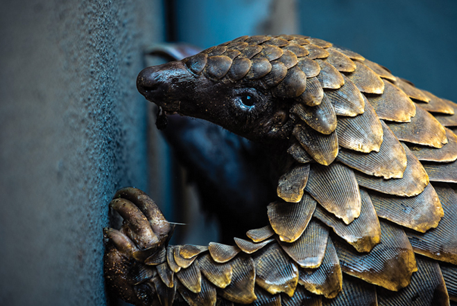 pangolin rehabilitation conservation project supported by Panthera Photo Safaris